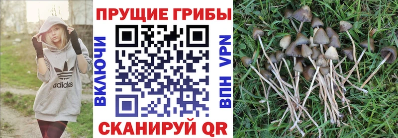 Псилоцибиновые грибы мицелий  Купить закладки  Кола 